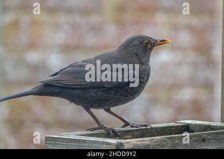 Une femme blackbird (Turdus merula) dînant sur une table de nourrissage d'oiseaux en bois Banque D'Images