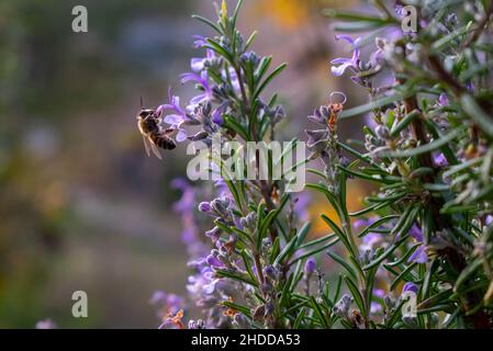 Beauté naturelle d'une abeille debout sur une plante de romarin. Banque D'Images