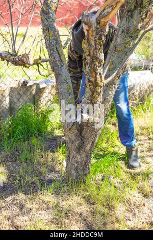 Un homme coupe un tronc mort d'un arbre fruitier au printemps.Élagage sanitaire du jardin. Banque D'Images