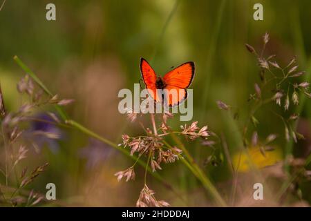 Grand papillon en cuivre mâle (Lycaena dispar) dans la prairie montagneuse de Pfossental (Naturpark Texelgruppe) Schnals Südtirol; la biodiversité sauve l'écosystème Banque D'Images