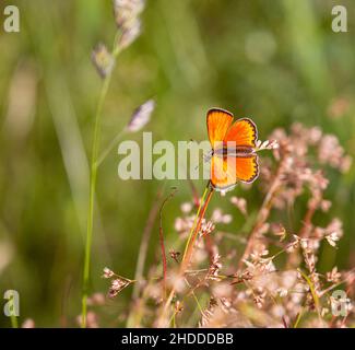 Papillon de cuivre rare mâle (Lycaena virgaureae) sur la fleur de Marguerite (leucanthemum) dans la prairie de montagne de Pfossental (Naturapark Texelgruppe) Schnals Süd Banque D'Images