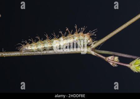 Petite chenille de la famille des Pterophoridae Banque D'Images