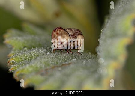 Beetle de la feuille de Warty à clous adultes du genre Chlamisus Banque D'Images
