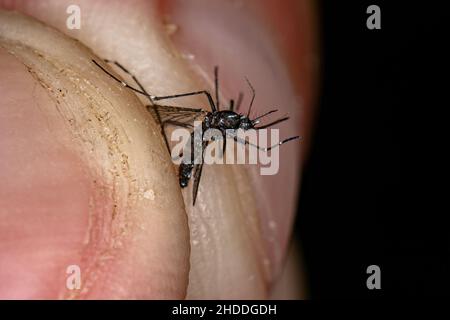 Tigre asiatique mort adulte Mosquito de l'espèce Aedes albopictus Banque D'Images