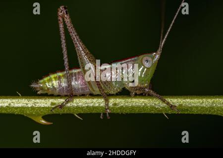 Le petit Meadow Katydid Nymph du genre Conocephalus Banque D'Images