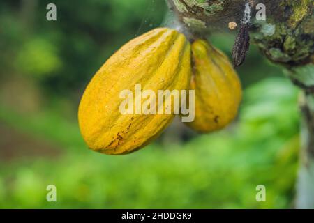 La récolte des cabosses de cacao plantation agricole naturel dans Banque D'Images