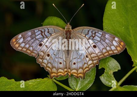 Adulte blanc paon Moth de l'espèce Anartia jatrophe Banque D'Images