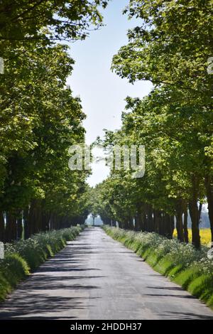 Longue route de campagne droite en été Banque D'Images