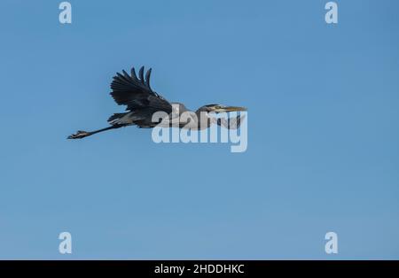 Héron violet (Ardea purpurea) dans le ciel en migrant vers des pays plus chauds en automne Banque D'Images