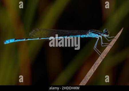 Damselfly adulte à ailes étroites de la famille des Coenagrionidae Banque D'Images