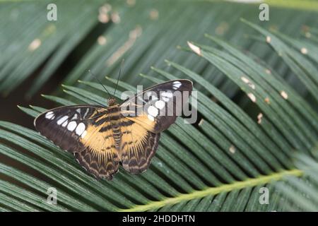 Gros plan d'un beau papillon sur les feuilles vertes d'une branche d'arbre Banque D'Images