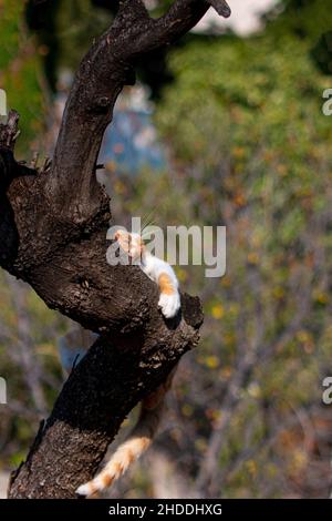 Gros plan d'un chat errant dormant sur un tronc d'arbre dans le parc par une journée ensoleillée Banque D'Images