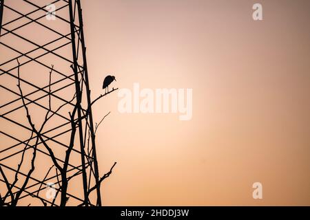 Héron gris debout sur la branche sans feuilles devant la centrale électrique pendant le coucher du soleil Banque D'Images