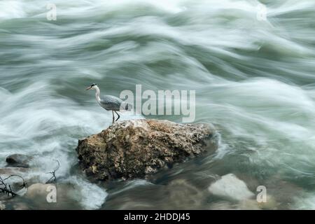 Pêche au héron gris dans la Sava, Zagreb, sur la roche soliratie au milieu des rapides inondés Banque D'Images