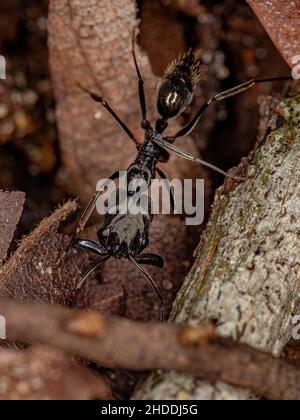 Piège à mâchoires adultes Ant du genre Odontomachus Banque D'Images