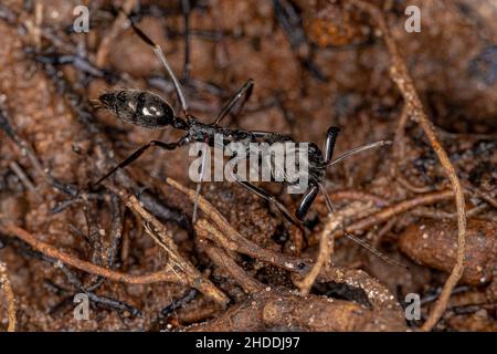 Piège à mâchoires adultes Ant du genre Odontomachus Banque D'Images