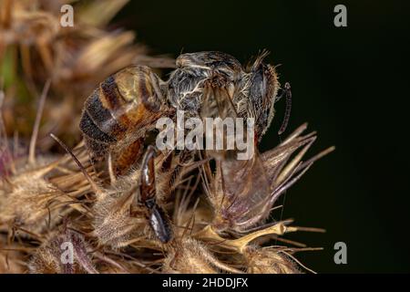 Adulte mort femelle femelle de miel de l'Ouest abeille de l'espèce APIs mellifera Banque D'Images