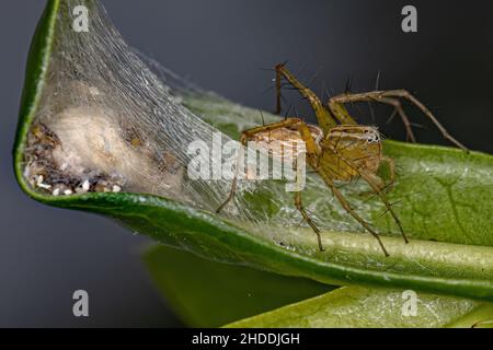 Adulte femelle rayé Lynx araignée du genre Oxyopes protégeant les poussins Banque D'Images