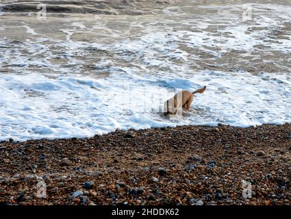 Le chien de Cockapoo se lance dans les vagues sur la plage de Thorpness, Suffolk, Angleterre Banque D'Images