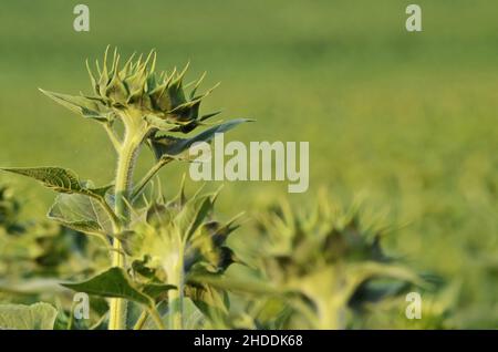Terres agricoles de tournesol Banque D'Images