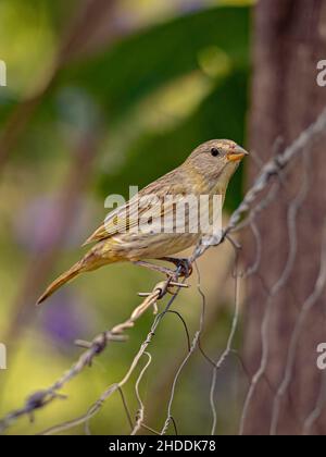 Safran Finch oiseau de l'espèce Sicalis flaveola Banque D'Images