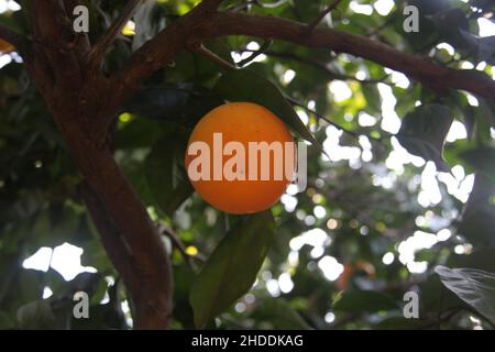 Une mandarine sur un arbre tangerine.Vue de dessous.Gros plan. Banque D'Images