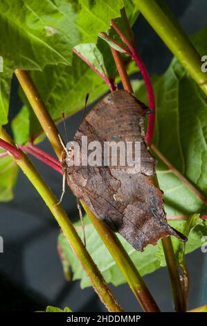 Vadnais Heights, Minnesota.Vue latérale d'une question Mark papillon, Polygonia interrogationis sur tige de plante. Banque D'Images