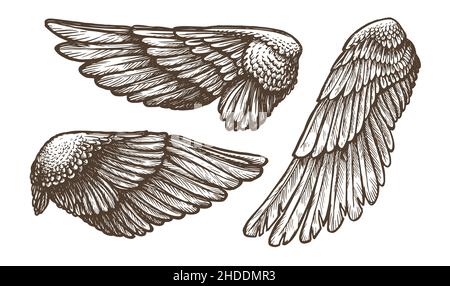 Les ailes définissent l'esquisse.Ailes d'oiseau ou d'ange dessinées à la main, collection de contours d'illustration vectorielle Illustration de Vecteur