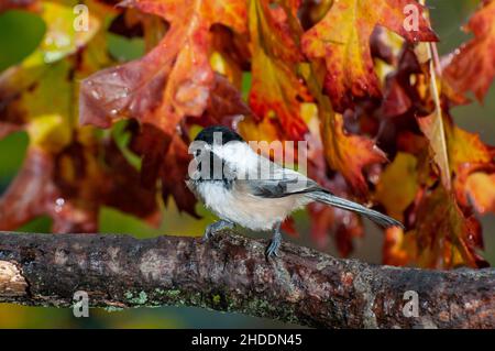 Vadnais Heights, Minnesota.Chickadee à capuchon noir, Poecile atricapillus sur branche avec de belles feuilles d'automne imbibées de pluie Banque D'Images