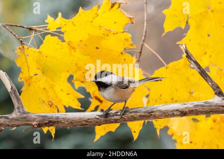 Vadnais Heights, Minnesota.Chickadee à capuchon noir, Poecile atricapillus perché sur une branche avec de belles feuilles de couleur d'automne Banque D'Images