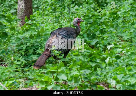 Vadnais Heights, Minnesota.Forêt John H. Allison.dinde sauvage, meleagris gallopavo marchant seul dans la forêt. Banque D'Images