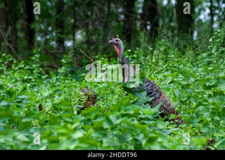 Vadnais Heights, Minnesota.Forêt John H. Allison.dinde sauvage, meleagris gallopavo se cachant dans la forêt. Banque D'Images