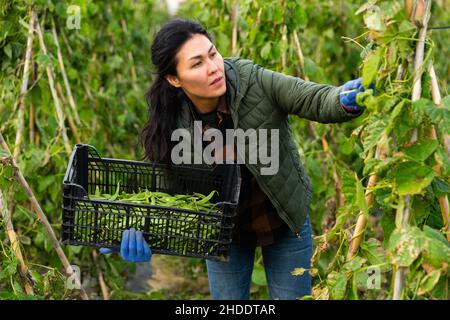 Femme moissonnant des haricots de rein dans la plantation Banque D'Images