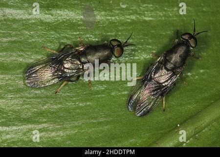 Mouche militaire noire (Dysbiote peregrina) Banque D'Images