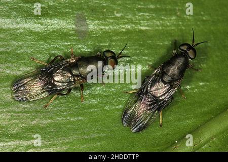 Mouche militaire noire (Dysbiote peregrina) Banque D'Images