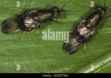 Mouche militaire noire (Dysbiote peregrina) Banque D'Images