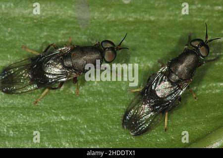 Mouche militaire noire (Dysbiote peregrina) Banque D'Images