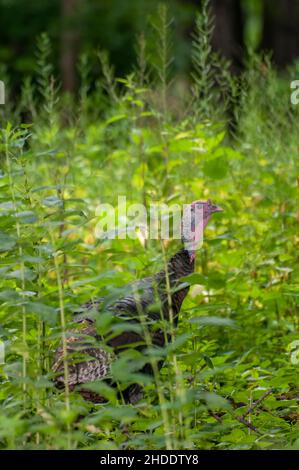 Vadnais Heights, Minnesota.Forêt John H. Allison.dinde sauvage, meleagris gallopavo se cachant dans la forêt. Banque D'Images