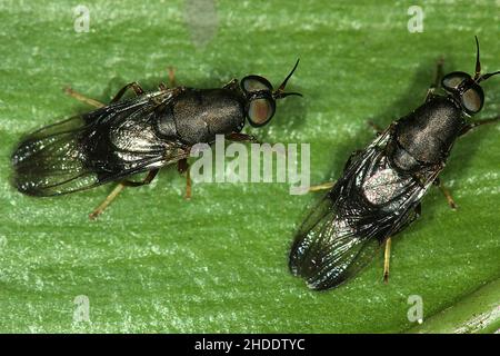 Mouche militaire noire (Dysbiote peregrina) Banque D'Images