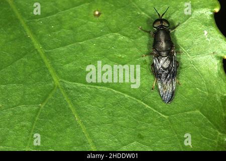 Mouche militaire noire (Dysbiote peregrina) Banque D'Images