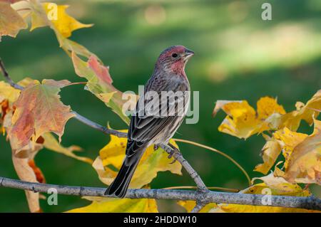 Vadnais Heights, Minnesota.Maison de sexe masculin finch, Carpodacus mexicanus perchée sur une branche de couleur dorée. Banque D'Images
