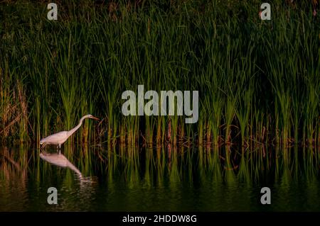 Vadnais Heights, Minnesota.Parc régional du lac Vadnais.Great Egret, Ardea alba chasse au coucher du soleil dans le parc. Banque D'Images