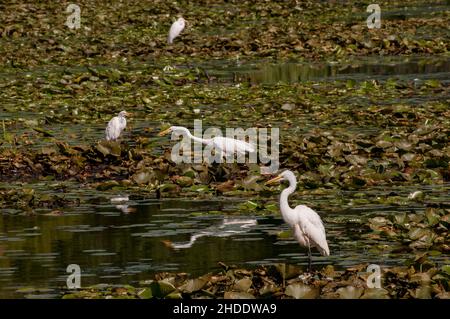 Vadnais Heights, Minnesota.Parc régional du lac Vadnais.Grands Egrets, Ardea alba chasse parmi les blocs de lilly pour la nourriture. Banque D'Images