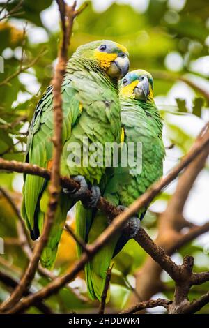 Couple vert mignon de perroquets à couronne jaune assis sur l'arbre Banque D'Images