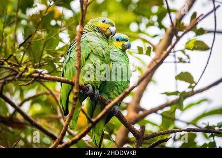 Couple vert mignon de perroquets à couronne jaune assis sur l'arbre Banque D'Images