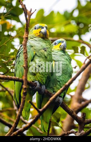 Couple vert mignon de perroquets à couronne jaune assis sur l'arbre Banque D'Images