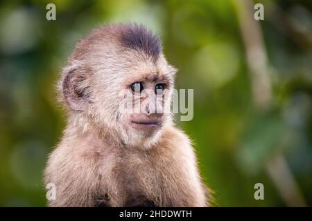 Magnifique portrait de singe sauvage capuchin en gros plan souriant de jour en jour Banque D'Images