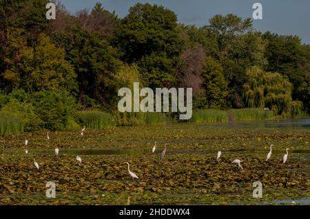 Vadnais Heights, Minnesota.Parc régional du lac Vadnais.Un troupeau de grands Egrets, Ardea alba en début de matinée debout dans les blocs de lilly sur le lak Banque D'Images