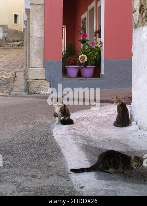 Chats de village sans abri à Skripero, Corfou, Grèce Banque D'Images