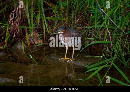 Vadnais Heights, Minnesota.Forêt John H. Allison.Un Heron vert, Butorides virescens debout dans un ruisseau dans la forêt. Banque D'Images